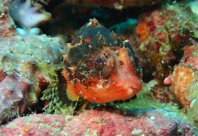3度目の西表島 3度ともダイビング目的です。梅雨シーズンは少し安く行けるので、行きました。<br />6月は新しい生命が誕生する幼魚が良く見られる時期で表紙の写真は、自分が岩をひっくり返した所で見付けたカサゴの赤ちゃんです。<br />