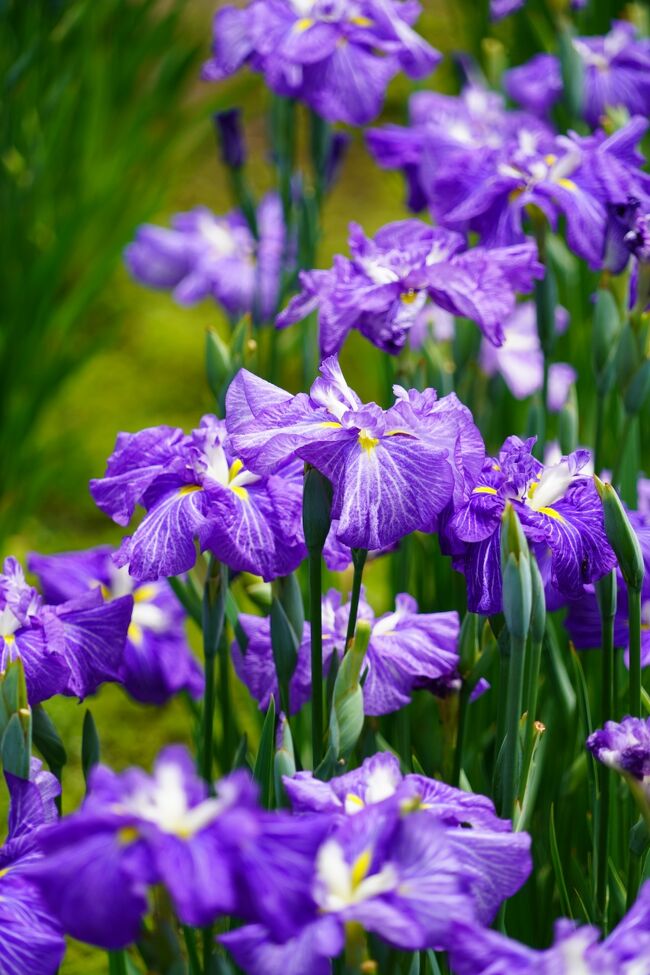 二日酔いやらなんやらで、朝目が覚めてもボーっとするのですけれど。んでも、花菖蒲、きっと今週が見頃なはず。支度したら、ケッタマシンで堀切菖蒲園行ってみましょ。