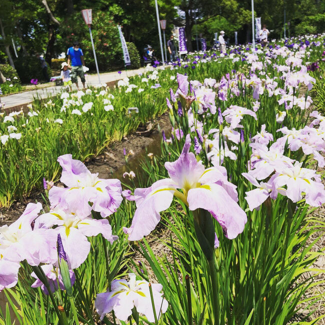 名鉄ウォーキングで北新川駅近くの久沓公園受付で、ウォーキングスタート。<br />哲学たいけん村無我苑、応仁寺、油ヶ渕花しょうぶ園、えびせん家族、碧南中央駅ゴールの7.5キロコースに参加しました