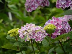 2022年 花の寺のあじさいを楽しむ♪　～加古川 円照寺～