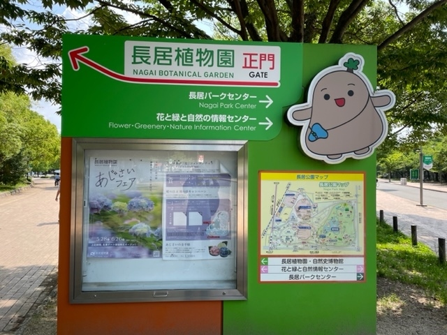 大阪メトロ、ＪＲの長居駅にある長居公園にアジサイを見に行きました。ちょうど、あじさいフェアが開かれていました