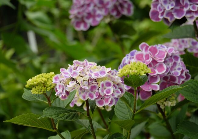 二年ぶりに円照寺のあじさいを楽しんできました。円照寺は四季折々の花が楽しめる花の寺です。6月はあじさいが所狭しと咲いています。種類も多くてどんどん増えている様子。。。2年前は確か８０種類約３００株だったと思います。今年は90種類約350株だそうです。毎年通っても知らない種類の紫陽花が見られるってことですよね。ホントにすごいです。<br />アナベルもたくさんあって裏庭はほぼアナベルと言っていいくらいです。<br />満開になると真っ白の世界が広がります。<br />来週（6/20の週）はまさしく見頃ではないでしょうか。6/14にはNHKで放送されたので人出はでは多くなると思いますが。。。<br />少し離れた所に駐車場もあります。お寺なので朝早くから見学できるので朝早くがお勧めですよ。