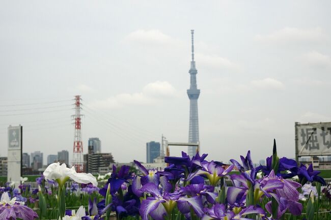 ２０２２葛飾菖蒲まつり　堀切水辺公園、堀切菖蒲園、水元公園　