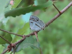2022年森のさんぽ道で見られた蝶(27)その1)アカシジミ、ウラナミアカシジミ、ミズイロオナガシジミ、ルリシジミ、ベニシジミ