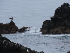 利尻島・礼文島の花々を満喫する旅 　 4日間　 　No2