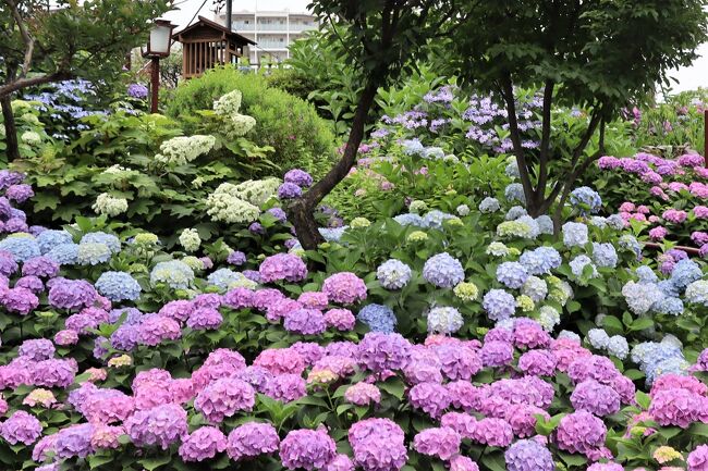 東京都文京区の白山神社は都内で屈指のあじさい名所、そして歯痛防止の信仰として有名です。昨年までコロナ禍により2年続けて「文京あじさいまつり」は中止になりましたが、2022年は6月11日(土)～6月19日(日)に開催。但し、今年は富士塚の公開と歯ブラシ供養はありません。初日の昼下がりに訪問しましたら、京華学園女子マーチングバンドが演奏していて楽しめました。3,000株のあじさいはほぼ見頃を迎えています。<br /><br />この期間、境内の駐車場は閉鎖されます。神社は入場無料ですが周辺のコインパーキングは平均15分300円ですので普通600円かかります。空きを見つけるのもたいへんなので、電車で行くのが無難です。