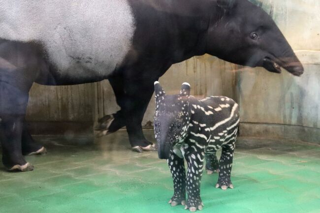 ゴールデンウイークは動物園の来園者ピークなので、前回は、混雑を避けるためゴールデンウィーク直前に、約８ヶ月ぶりに再訪した多摩動物公園（略して「多摩ズー」）。<br />そのゴールデンウィーク明けの2022年５月９日に、多摩ズーでマレーバクの赤ちゃんのリンちゃんが生まれました！<br />そして５月の下旬には、母親のユメちゃんと一緒に公開が開始されたことを、顔見知りの動物園ファンの方のインスタグラム投稿で知りました。<br /><br />うり坊模様のマレーバクの赤ちゃんに、できるだけ小さいうちに、うり坊模様のうちに、ぜひ会いたい！<br />それに、前回、レッサーパンダのリアンちゃんが昼当番だったのに会えなかったので、ぜひ会いたい！<br />それから、ソロ活が増えたけどまだまだ小さなコアラのあずまちゃんにも、また会いたい！<br />他にも、前回、放飼場にいるところを間近で見れなかったインドサイとか、スルーしてしまったアジアゾウとか、残念だったので、前回のリベンジがしたい！<br /><br />というわけで、在宅での休日勤務で取れた代休を利用し、前回からは約１ヶ月半ぶり、私にしてはあまり日をおかずに、多摩ズーを再訪しました。<br /><br />動物園の見どころは、朝のできるだけ早い時間帯と夕方に動物たちの動きが多い傾向があるので、たいてい午前と夕方に集中しています。<br />もちろん、昼の時間帯も、飼育員さんが昼休みに入る前後あたりに動物たちにランチが用意されていることもあるので、それも見どころです。<br />でも今回は、おなかが早めに空いてしまったためランチ休憩を早めに取ったとはいえ、午前中は、撮影散策としてはあまり収穫がなくて───全然なかったわけでもないのですが、楽しみにしていた動物で当てが外れて───テンション落ちかけてしまいいました。<br />もちろん、渋滞を見越して早めに家を出なかったため、入園が開園９時30分ではなく、９時50分すぎになってしまったのいけないのですが、それでも１番に訪れたマレーバクの赤ちゃんのリンちゃんは、すでに電池切れの後だったのか、すっかり寝ていました。<br />コアラも、前回、あずまちゃんたちが目覚めたのは13時近くで、それまでは熟睡していたので、半ば予想していましたが、よく寝ていました。<br /><br />ただ、早めに取ったランチ後の12時からは、期待していた見どころ、できれば見たいと思っていた見どころに、次々遭遇することができました！<br /><br />オランウータンのスカイウォークは、今回はばっちり見られて、リベンジできました。しかもチャッピー親子でした！<br />アピくんはすでに１人で軽々と渡っていましたが、チャッピー・ママがスカイウォーク中、まだ小さなホッピーくんがママに抱きついているところも見られました。<br /><br />それから、前回１ヶ月半前に会い損ねたレッサーパンダのリアンちゃんも、前回と同じく大放飼場で昼当番だったおかげで、今回はその時間をねらったことで、ばっちり会うことができました。<br />はじめは歩いている横顔しか狙えなかったのですが、モート下に下りて、また上ってきたところ（常連さんいわく、あちら側から上ったのは初めてとのこと）、立ち姿なども、狙うことができました。<br /><br />そしてコアラのあずまちゃんたちは、前回よりも目を覚ました時間が遅くて、逃したかなぁと思っていただけに、そして前回のようにおんぶ姿は見られなかったものの、ぜひ見たいと思っていた、床を歩き回るあずまちゃんの姿も見られました！<br /><br />２番目当てと３番目当てに会えて、撮影もなんとかできたので、今度は１番目当てのマレーバクの赤ちゃんが起きているところにはぜひ会いたい！<br />と思い、後でまた、正門から１番遠いレッサーパンダのところに戻る覚悟で、正門に近いマレーバク舎に戻ったところ、起きて動いている可愛いリンちゃんの姿が見られました！<br />リンちゃんとユメ・ママがいる室内展示場は、感染対策もあって、ガラスに近づけないようになっていて、ガラスへの映り込みが非常にきつくて、写真はもちろん、肉眼でもガラスが光って見えないアングルがあるくらいです。<br />でも、平日で、遠足の子供たちもわらわらと来ていた朝の時間帯と違って、空いていたおかげで、映り込みができるだけ少ないアングルでの撮影も頑張ってみました。<br /><br />他に、インドサイも昼間のうちに放飼場で見られたし、５月最終水曜日の国際カワウソデーにちなんだ写真集もコツメカワウソ舎まで見に行くことができました。<br /><br />おかげで今回は、正門に近いマレーバク舎と正門から１番遠いレッサーパンダ展示場を２往復（ただし最初の片道は途中まで園内バス利用）、そこまで遠くないにしてもコアラ舎とレッサーパンダ展示場も２往復。<br />体力を温存して効率良く回るという意味では真逆のコース！<br />でも、それはしっかり報われました！<br /><br />ただ、アジアゾウとアジアスイギュウはあまりよく見られなかったのと、今回もアフリカ圏は割愛してしまいました。<br />それから、翌日の土曜日は特に予定がなかったものの、疲れが取れずに、ほぼ１日ポンコツ状態でした（苦笑）。<br /><br />＜代休が取れたのでマレーバクの赤ちゃんに会いたくて今回は約１ヶ月半ぶりの再訪となった多摩動物公園の旅行記のシリーズ攻勢＞<br />■（前編）レッサーパンダのリアンちゃんやオランウータン親子のスカイウォーク～はじめましてマレーバクのリンちゃん<br />□（後編）コアラのあずまちゃんソロ活や仲良しコツメカワウソやレッサーパンダの３人娘～帰り際にもマレーバク親子<br /><br />多摩動物公園の公式サイト<br />http://www.tokyo-zoo.net/zoo/tama/<br /><br />＜タイムメモ＞<br />07:40すぎ　車で自宅を出発する<br />（所々渋滞でナビに裏道を案内されとろとろ運転）<br />09:45　民間駐車場に駐車（600円）<br />（第２駐車場は閉鎖／大型バスのみ駐車）<br />09:50　多摩動物公園に入園（開園09:30）<br />10:00-10:05　室内の親子マレーバク（ユメとリン）★<br />（子マレーバクのリン寝てた）<br />10:05-10:10　屋外放飼場のマレーバク２頭★<br />10:10-10:25　カリガネ親子★<br />10:25　室内の親子マレーバク（ユメとリン）★<br />（子マレーバクのリン寝てた）<br />10:30　コンゴウインコ★<br />10:30-10:35　ツキノワグマのタロコ★<br />10:40-10:45　室内の親子マレーバク（ユメとリン）★<br />（子マレーバクのリン寝てた）<br />10:50発の園内バスに乗車<br />10:55-11:00　インドサイ★<br />（左の放飼場ゴポン／右の放飼場ター）<br />11:05-11:20　コアラ★<br />（コタロウのみちょっと起きていた）<br />11:25-11:30　カンガルー★<br />（飼育員さんがやって来たところ）<br />11:30　コアラ<br />（みんな寝ていた）<br />11:35-12:00　コアラ下売店でランチ休憩<br />12:00-12:05　コアラ★<br />（きららのみ起きていた）<br />12:10-12:25　オランウータン★<br />（スカイウォークのチャッピー親子が帰ってきたところ）<br />1２:25　ユキヒョウ（見当たらず）<br />12:30-12:50　レッサーパンダのリアン★<br />12:50-12:55　ユキヒョウ（たぶんコボ）★<br />12:55-13:00　オランウータン★<br />13:00-13:05　アムールトラ★<br />13:10-13:30　コアラ★<br />（13:20頃　あずまときららが少し動いたのみ）<br />13:30-13:45　ドリンク休憩<br />13:45-14:20　コアラ<br />（あずまがユーカリを食べていた）<br />14:30　どんぐり広場のハムスターとトカラヤギ<br />14:35-15:10すぎ　室内の親子マレーバク（ユメとリン）★<br />（親子とも起きてた）<br />15:15-15:25　コツメカワウソ<br />（＆世界カワウソデーの展示）<br />15:25-15:30　ウォークイン・バードケージ<br />15:30-15:35　アジアゾウ（アヌーラ）<br />15:35　モモシロペリカン<br />15:40-16:05　レッサーパンダ<br />（大放飼場タオファ／室内ひまわり／小放飼場ララ）<br />（本来は16:00で展示終了）<br />16:05-16:15　ゴールデンターキン<br />16:20-16:25　モモイロペリカン<br />16:30-16:35　シロフクロウ<br />16:40-16:50　室内の親子マレーバク（ユメとリン）<br />（親子とも起きてた）<br />16:55-17:00　売店で買い物<br />17:15　駐車場を出発する<br />19:15　蔵の湯 鶴ヶ島に到着<br />20:45　あかすりエステ40分コース<br /><br />※これまでの動物旅行記の目次を作成済。随時更新中。<br />「動物／動物園と水族館の旅行記～レッサーパンダ大好き～　目次」<br />http://4travel.jp/travelogue/10744070<br /><br />※そのうち、これまでの多摩動物公園と多摩モノレール等の旅行記旅行記のURL集は、この旅行記の末尾にまとめました。<br />