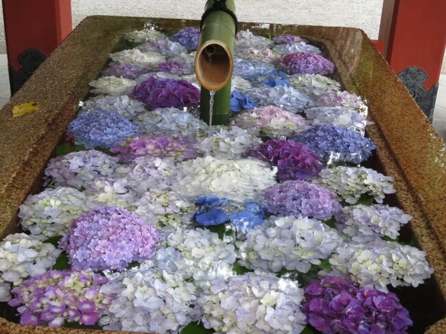 昨日６月１３日鎌倉に来て１泊しました。<br />明月院（あじさい寺）の紫陽花が美しかったので、本編投降前にタイムリーな情報として「ほぼリアルタイム」編を作成しました。<br /><br />鶴岡八幡宮でも紫陽花の花手水が始まっていて、きれいでした。<br />昨日（6月13日）は梅雨に入って以来一番の好天だったそうで、たくさんの人で鎌倉はにぎわっていました。<br /><br />旅行日：2022年6月13日～14日<br />投稿日：2022年6月14日