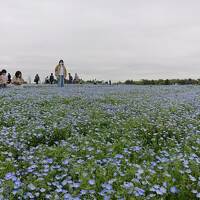 1泊2日 千葉 (2-2) 断崖に立つ笠森観音と花咲き乱れる富田さとにわ耕園