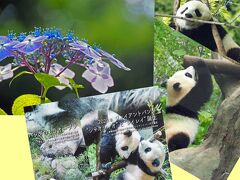 上野動物園のパンダ一家に会いに行ったよ！上野公園の紫陽花もきれい☆