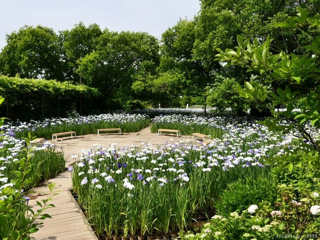 足利市の「あしかがフラワーパーク」へ行きました。６月は「花菖蒲×あじさい まつり」です。この日（6月13日）の花菖蒲は、開花がだいぶ進んでいて見頃が始まっていました。アジサイは未だ咲き始めですが、綺麗な花を見ることが出来ました。