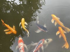 花を探して　雨の日の白山神社の紫陽花&皇居の菖蒲