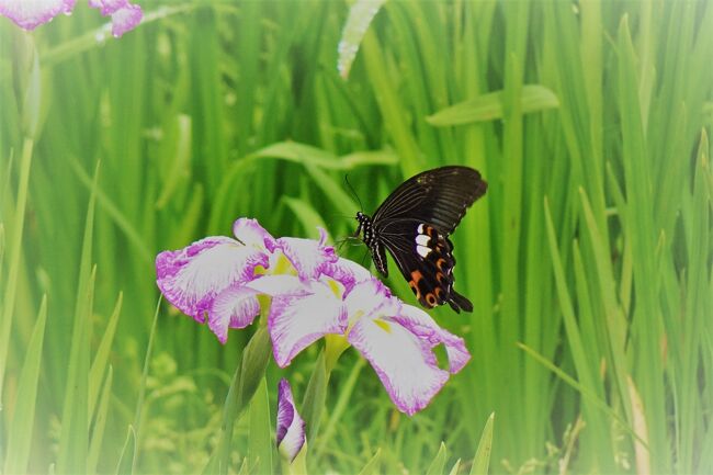 高知の牧野植物園に行って・・・目覚めました・・って訳でもないけど、触発されてますっ・・<br /><br />また、どこかに花の咲いてるところはないかな～と探す・・<br />梅雨に入って紫陽花そろそろ見頃かな。<br />・・・ありました・・それどころが花菖蒲も見ごろらしい。<br /><br />梅雨も悪いものじゃないね・・って今年は思います。<br />こんな近場にきれいな所がたくさんあるなんて・・<br />今更ながら・・何してたんだろ、もったいない事してたものだと・・出発!!<br /><br />郊外の白猪の滝の入り口に花菖蒲と紫陽花が綺麗に咲くところがあるらしい。<br />白猪の滝は、当地南国なのに、冬は凍って素晴らしい景色で有名なのですが、花も綺麗らしい。<br />そして<br />総合公園には、四季折々の花が咲くそうで・・そうなんだ・・って・・ホント今まで興味なかったので驚くことばかり<br />紫陽花が綺麗らしいのです・・<br /><br />２か所、はしごしてみましたよ。綺麗でした・・<br />やっと私もこういう綺麗さを愛でることができるようになったようで、成長したのかな?<br />・・っていう事で・・冒険ドライブひとり旅を続けましょ!!<br /><br /><br /><br /><br />