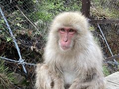 御開帳の善光寺とゴールデンウィークの信州旅②　　地獄谷野猿公苑～小布施～南佐久