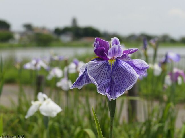 群馬県館林市の「つつじが岡第二公園」へ、花菖蒲を見に行きました。この公園の「館林花菖蒲園」は、現在の上皇様の御成婚を記念して造られました。<br /><br />花菖蒲園は、道路を挟んで北側と南側にありますが、どちらも未だ咲き始めで、花の数は多くはありませんでした。咲き始めなので、傷んだり萎れている花は少なくて、綺麗な状態で見られました。