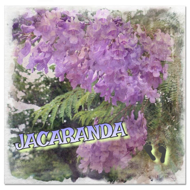 ジャカランダってお花、知っていますか？！<br />和名は「紫雲木」。<br />その名の通り青紫色の花が、ふわりと煙るように咲く花です。<br />昨年八幡屋公園に並木道かあると知ったのですが、既にお花の時期は終わっていた為、今年の開花を楽しみにしていました。<br /><br />平日の午前半休を利用して、お花見とランチの記録です。