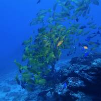 屋久島あそび　その１　海の中