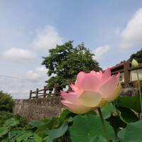 南関町・山ノ頭蓮園はアイガモがお出迎え！　＆　平山温泉・華の番台にてランチ