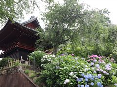 本土寺は紫陽花と花菖蒲が満開