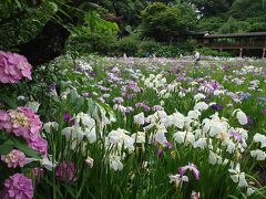 紫陽花と花菖蒲に癒された本土寺、そして五感全てを動員して味わったカフェランチ。