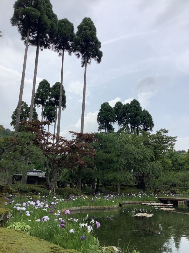 　　　<br />　　　　　　　　　　　　　☆*:.｡. o(≧▽≦)o .｡.:*☆<br />　<br /><br />今日は梅雨の曇天。今宮神社、大徳寺春の特別拝観→しょうざんリゾート中華ランチ日本庭園菖蒲鑑賞に行ってきました。<br /><br />昔々学生時代によく聴いたフォークグループ梅祭りの「北山杉」(最近はBS「京都人の密かな愉しみblue修行中」のエンディング曲で知られるようになりました。)を聴きながら…?～♪～