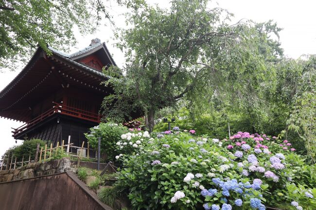 私がフォローさせていただいているトラベラーさんの本土寺の旅行記が素晴らしく一度行ってみたいと思っていました。<br />本土寺は「あじさい寺」といわれているそうで紫陽花と紅葉が有名です。<br />6月と11月は花と紅葉の問い合わせ用にテレフォンサービスがあります。<br />電話をしたら紫陽花と花菖蒲が見ごろだとのこと。<br />梅雨の晴れ間に行って来ました。