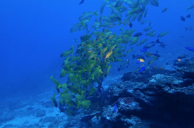 屋久島あそび　その１　海の中