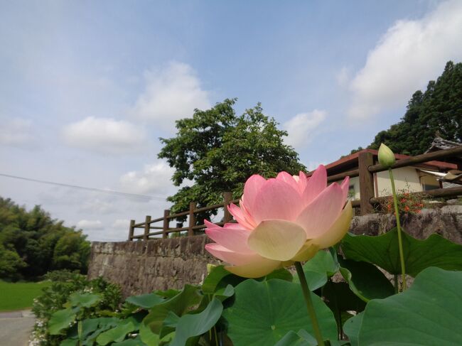 南関町・山ノ頭蓮園はアイガモがお出迎え！　＆　平山温泉・華の番台にてランチ