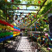 今年も奇跡の絶景！桐生・宝徳寺で新緑の床もみじを見てきました！今年は風ぐるまのトンネルが素敵でした！