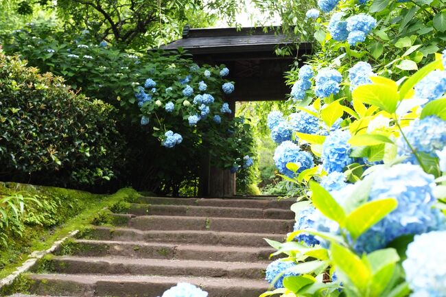 大好きな鎌倉へあじさいの写真撮影に伺いました。写真もはじめたばかりで、さらに6月の鎌倉も初めて!混雑必須のようで、これから訪れる方に何か参考になればと思います。<br />