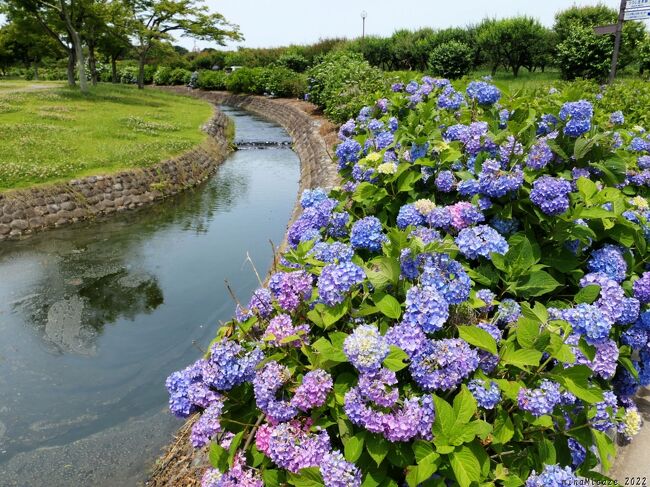 「つつじが岡公園」のアジサイとスイレン_2022_6月1日には、どちらも見頃でした（群馬県・館林市）