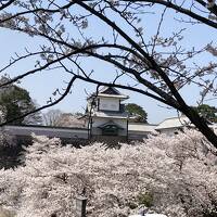 満開の桜を見に金沢へ