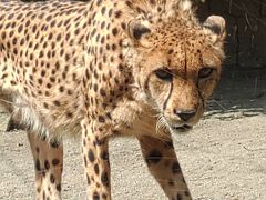 そうだ！今日はこどもの日。動物園は多分タダ。散歩しましょ！