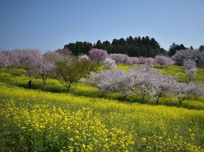 コロナ禍3度目の春です。<br />そんな事に関係なく 今年も桜の開花が伝えられ <br />やはり 花咲く景色が見たくなります。<br /><br />桜の名所にはあちこち出かけてみたりしますが、<br />まだ見たことの無い場所での桜の絶景が見たい。<br />今年は、栃木県内へ行ってみました。<br />見つけちゃいましたよ。素敵な景色を。<br /><br />さくら探しの楽しい一日。<br />前後半の旅行記で紹介致します。
