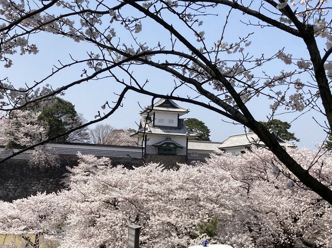 前から行きたかった金沢へ一泊二日の夫婦二人旅。<br />満開の桜を見る事を目的にしました。<br />移動は車、ホテルは彩の庭ホテル。<br />今年2回目の旅行です。<br />