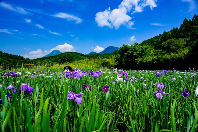 　鶴見岳の麓に広がる神楽女湖は、平安時代に鶴見岳社の歌舞女が住んでいたという謎めいた伝説に包まれた湖です。<br />　神楽女湖は、梅雨の季節になると80種類、約1万5千株のハナショウブが湖面を淡い紫色に染め上げ、神秘的光景に包まれます。