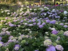 美しいアジサイのライトアップ♪ 京都の三室戸寺