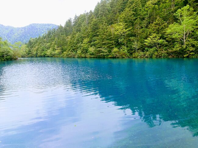 6月18日土曜日。<br />この日は梅雨の中休み。<br />ワタスゲやレンゲツツジが見頃の志賀高原にハイキングに行って来ました。<br />今回は志賀高原のハイキングコースのメインどころの池巡りコース。<br />朝9時に志賀高原山の駅からバスに乗り、ほたる温泉で下車。<br />前山サマーリフトに乗って前山湿原に出て、渋池、四十八池湿原、大沼池を巡るコースです。<br />まだ少し雪の残るハイキングコースでは、カッコウや鶯といった鳥のさえずりや四十八池湿原の水芭蕉に癒されるハイキングでした。<br />3時間ほど歩き、大沼池から山の駅まで戻り、志賀高原山の駅に出来た、山ノ内大勝軒でつけ麺を食べてきました。<br />