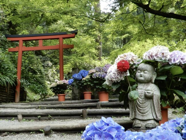 飛鳥☆岡寺 あぢさゐ回廊