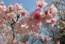 2022春、名古屋市農業センター(5/5)：支那実桜、大寒桜、クリスマス・ローズ