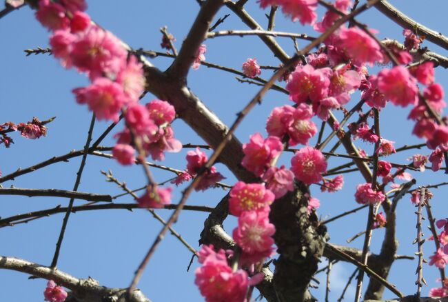 名古屋市農業センターの枝垂れ梅の紹介です。天気は良かったものの、人出は少なく、ほとんど貸し切り状態で撮影するこtが出来ました。