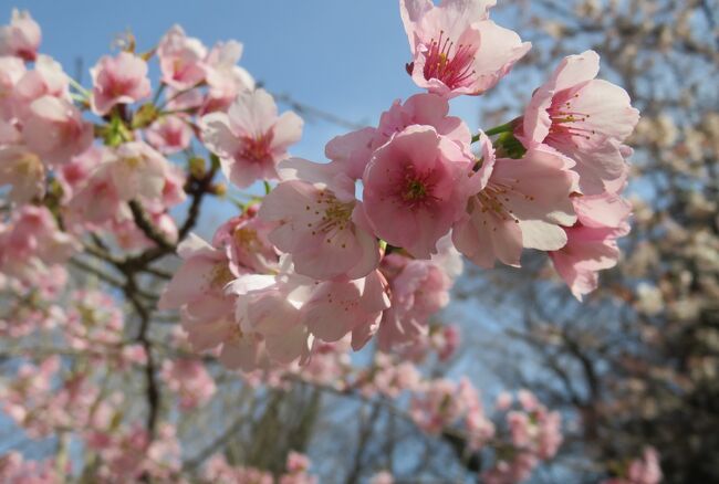 名古屋市農業センターの枝垂れ梅の紹介の締め括りです。枝垂れ梅林の締め括りには勿体ないような、桜の花とモクレンの満開を目にすることが出来ました。