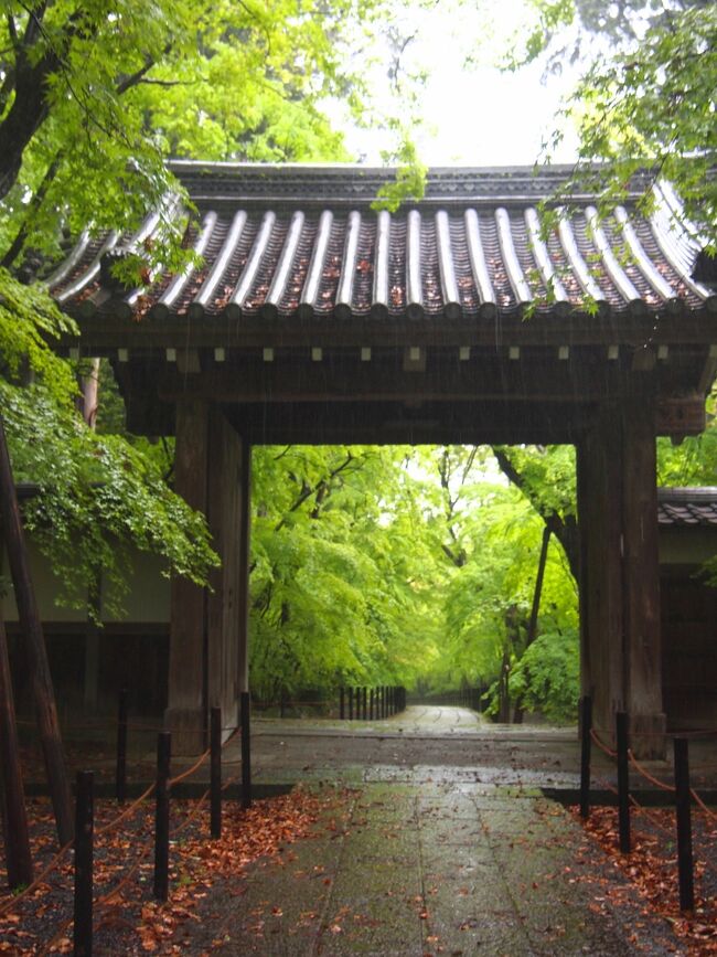 麗春の花々と4トラ仲間に会いに行く旅（3）青もみじの光明寺、ツツジの神泉苑や銀閣寺へ