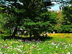 佐倉-1　佐倉城址公園a  菖蒲園一巡　ハナショウブ見ごろ　☆電動自転車を借りて