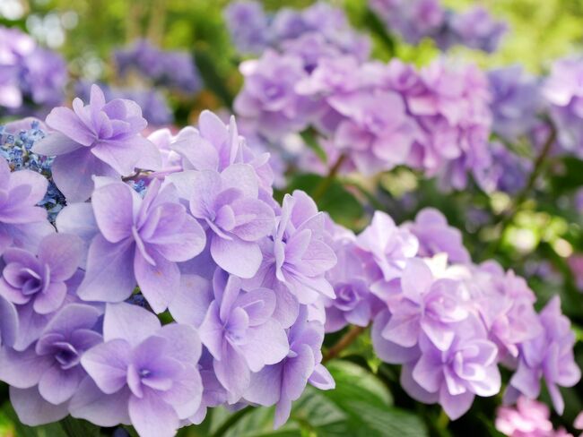 紫陽花が見頃を迎えたハウステンボスに行きました。<br />6月が誕生日のミッフィーをお祝いする「ミッフィーマンス」も楽しむことができました!<br /><br /><日本最多1,250品種のあじさい祭><br />2022/5/28(土)~6/26(日)