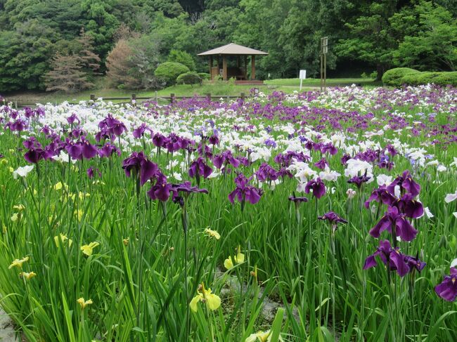 物見山公園の菖蒲が見ごろとのことで見に行きました。<br />２０種６０００株あるようです。<br /><br />ちょっと見ごろを過ぎていましたが、写真ではきれいに見えます。<br />最近開花が早くなったようです。<br /><br />見物に来た人は１０人ぐらいでした。<br />いつもより人が少ないように思いました。<br />