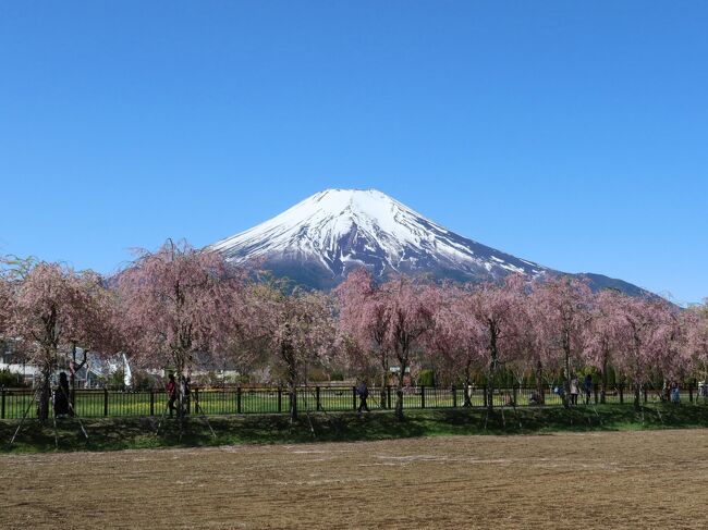 サクラの花が咲く頃、サイクリングに適した季節の東北から関東へ。<br />旅の9日目はこの旅の最終日。<br />今日は丸一日要して、観光もしながら山中湖から富士山麓を反時計回りに富士宮まで、約100kmにもおよぶ輪行旅最長のサイクリングを予定。<br /><br />そのルートには富士五湖をはじめ観光ポイントが目白押し。<br />そして明暗を分けるのは、天候と富士山がきれいに見えるかどうか。<br />昨日からの雨は回復に向かい、未明にはやみそうな予報。<br />はたして、サイクリング日和となるのか・・・