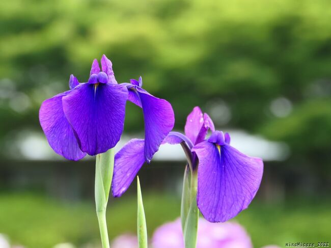 「つつじが岡第二公園」の花菖蒲_2022（2）_6月10日は花少な目ですが咲き進んでいました（館林市）