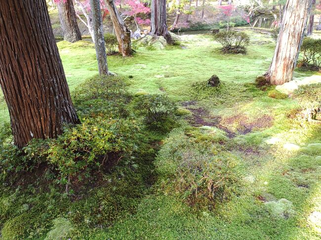 この日の朝は、のんびりと起きる。苔寺の予約を取っておいたのが午後のため、それまでの時間をどう過ごすか考えていなかったのです。地下鉄で行けて市内で近く、次への乗り換えの便も考えると思いついたのは、二条城の見学でした。<br /><br />修学旅行の定番コースの様で、多くの観光バスが並んでいました。考えて見れば、二条城へ来るのは修学旅行以来かも。それでも団体の生徒たちが見学するコースは限られているようで、お庭などは静かに眺めることが出来ました。<br /><br />地下鉄とバスを乗り換えて苔寺へ着くと、市内から外れためか木々の紅葉が二条城よりきれいでした。ここは本堂で写経をする参拝形式になっていました。写経は薄く書かれた文字を写す形式ですが、何故か日常と違う心境になれます。<br /><br />終わって苔の庭の方へ行くと、紅葉が迎えてくれました。休憩所から見ると額縁の中に紅葉が見える様でした。庭に進むと、緑の苔の上に紅葉の落ち葉がはらはらと落ちていました。自然の作る色のコントラストが、鮮やかで見事でした。<br /><br />のんびり、ゆっくりと散策しました。気がつくと周りに人の姿が見えなくなっていて、苔の庭を独占して見学しているような状況になっていました。皆さん以外に早くお庭を周ってしまうようです。バスの時刻でも、あるのかな。帰りの便などまったく調べていなかったので待てばよいと決めて、苔の景色を堪能しました。<br /><br />周りながら以前に来た時は、枯山水があったはずなのだけど。一周してもありません。帰ってホームページを見ると、環境の維持のためなのか枯山水や指東庵非公開になっていました。ちょっと残念、いつか公開されるのだろうか。公開になったらまた来たいと思うほど、静かな苔の空間でした。<br />