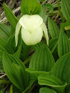 花の浮島礼文島